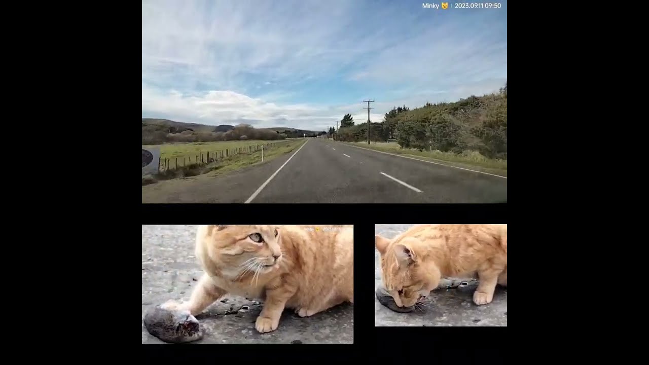 The New Zealand Road 