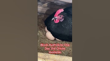 Black Australorp Day Old Chicks /9996569551 #desimurgipalan #chicken #poultryfarming #poultry