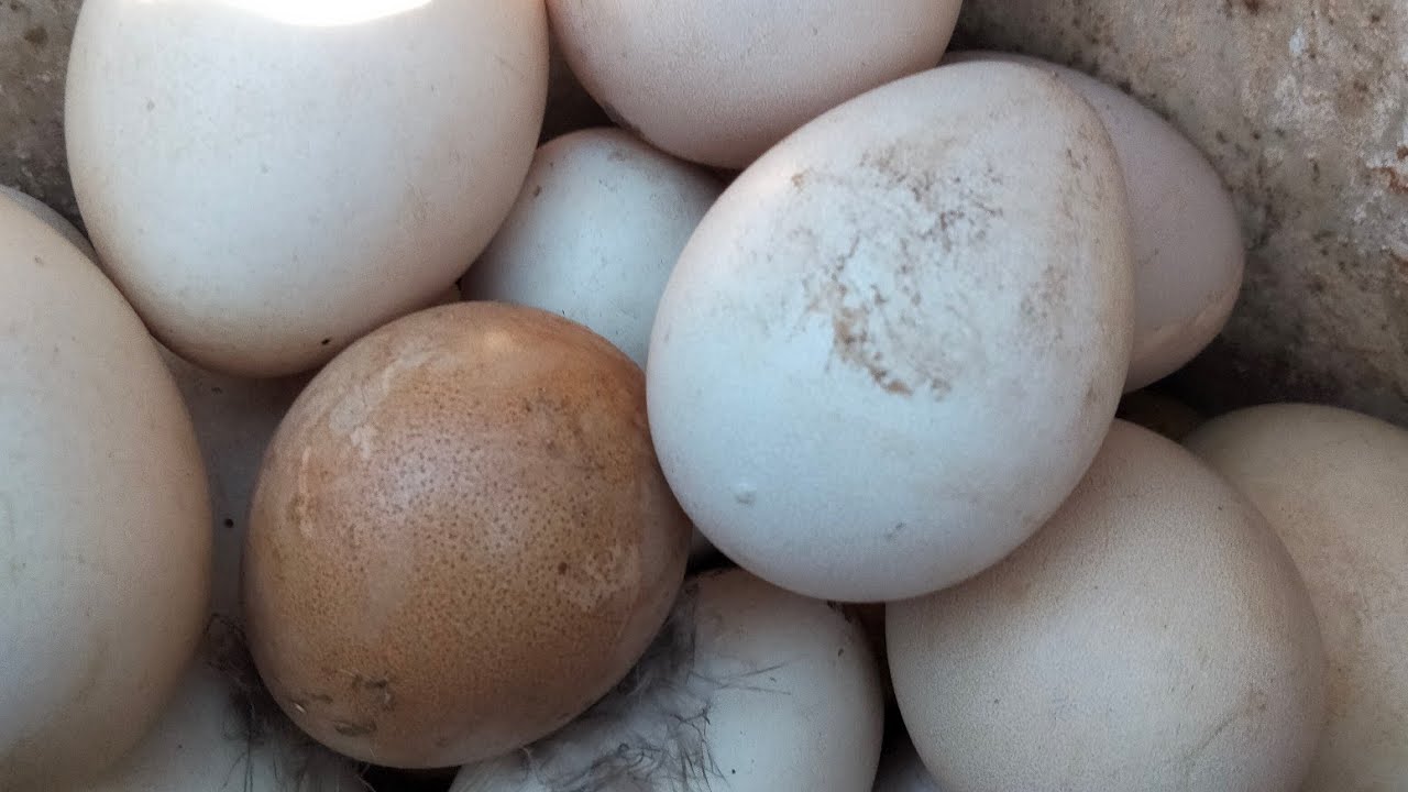 دجاجة تحتها بيض🐔 تفقيص البيض🥚 | يوميات دجاج🐣