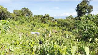 Sound Recording on Taveuni Island, Fiji