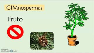 Plantas con semilla. Fanerógamas Plantas con semilla. Fanerógamas