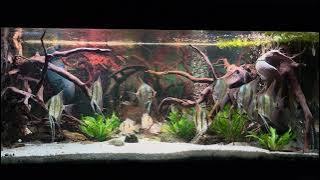 Altum Rio Orinoco & Guianacara Dacrya in 450l aquarium - November 2025