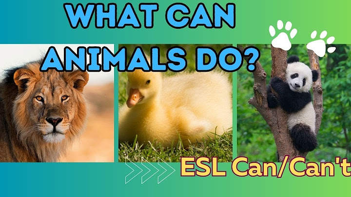What Can Animals Do? - ESL Can / Can't Abilities