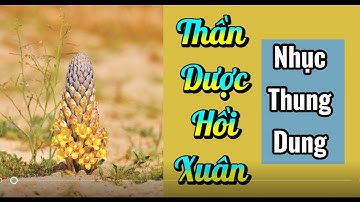 Thảo dược ngâm rượu Tây Bắc tìm hiểu về Nhục Thung Dung - Thần Dược hồi xuân cho cả nam và nữ