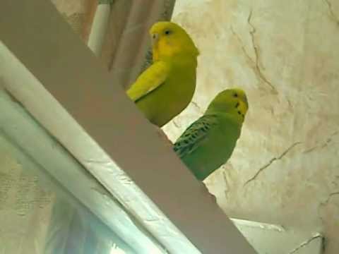 Head banging budgie