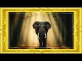 Elephant view 4k Peaceful Screensaver TV 4K Gold Frame