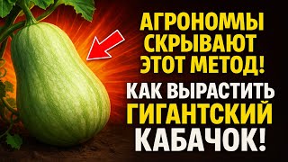 Агрономы скрывают ЭТОТ метод! Как вырастить гигантский кабачок, удалив почти весь урожай