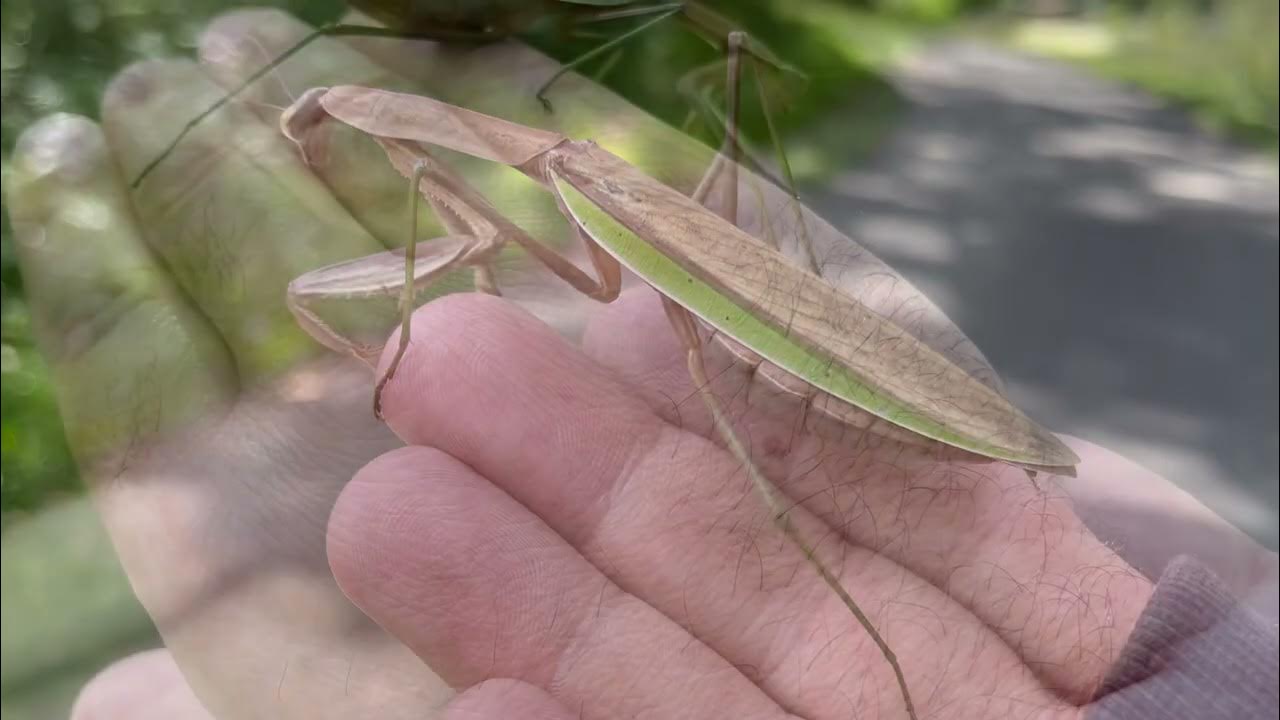 Praying Mantis on the Bike Trail in Elgin Illinois YouTube