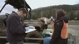 La semaine verte | Maladie débilitante chronique des cervidés