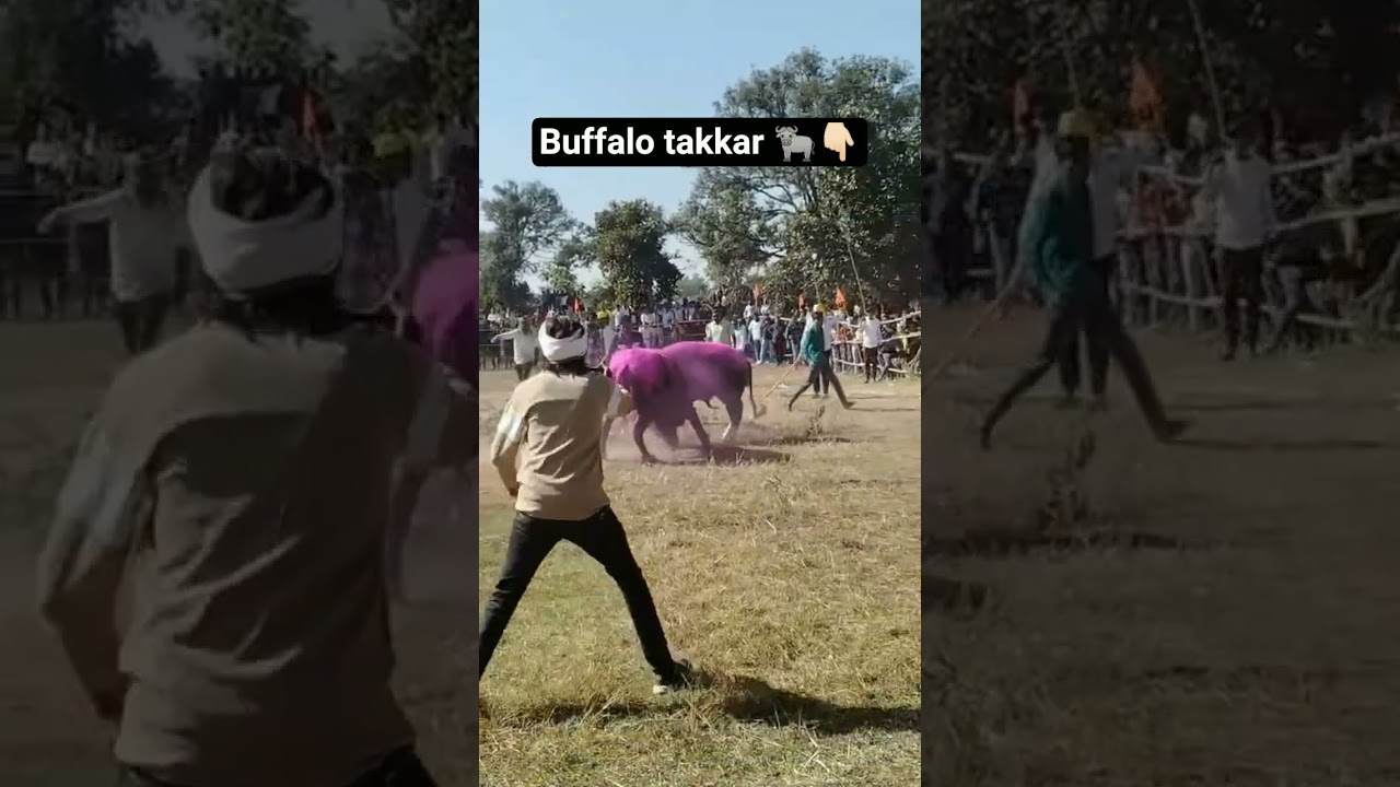 Buffalo takkar 🐃/hele ki Takkar