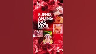 5 jenis anjing kecil