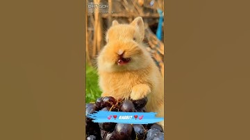 rabbit videos #shorts rabbit eating carrot #rabbit rabbit eating food #bunny bunny eating
