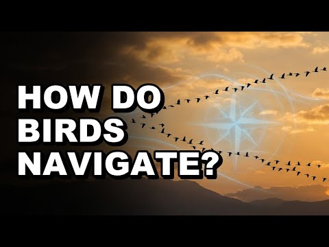 How Do Migratory Birds Find Their Way?