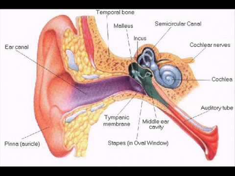 Ear Diagram In Hindi - Human Anatomy