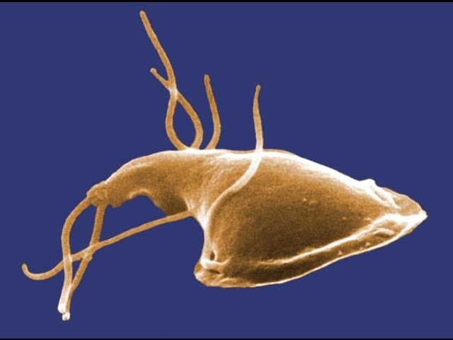 giardia parasite treatment for humans