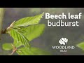 Beech leaf budding timelapse  woodland trust