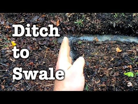 How To Landscape A Wet Ditch?