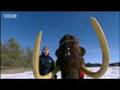 Evolution of the woolly mammoth  bbc science