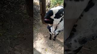 funny male goat sounds??