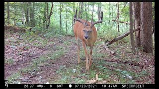 2021 Browning Spec Ops Elite HP4 sample videos