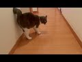 カンタの取ってこい