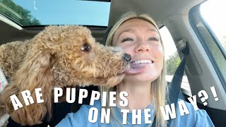 ARE PUPPIES ON THE WAY?! | WHO ARE WE BREEDING NEXT? | GOLDENDOODLE BREEDER