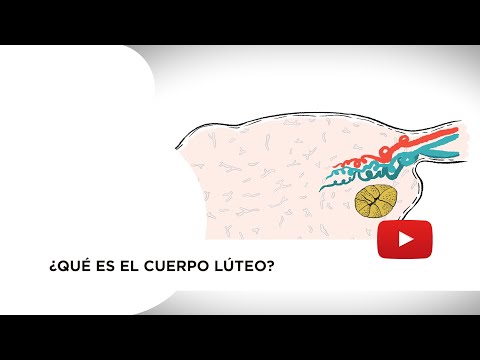 Vídeo: Què és el cos luti?