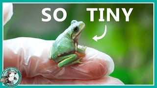 New Baby Tree Frog