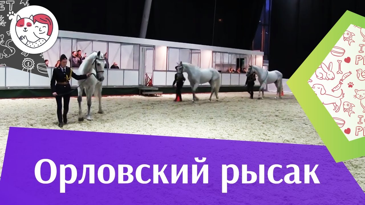 питомцы кукол лол ЛОШАДИ Орловский рысак 1 ЭКВИРОС 2016 на ilikepet