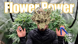 Die ersten Wochen in der Blüte - Macht der Blumen