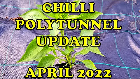 Chilli Polytunnel update - April 2022