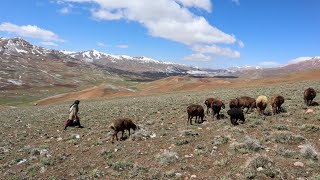 Nomadic Lifestyle of Afghanistan | Spring Awakens the Village (Movie) by Village Lifeaholic 131,929 views 1 month ago 2 hours, 3 minutes