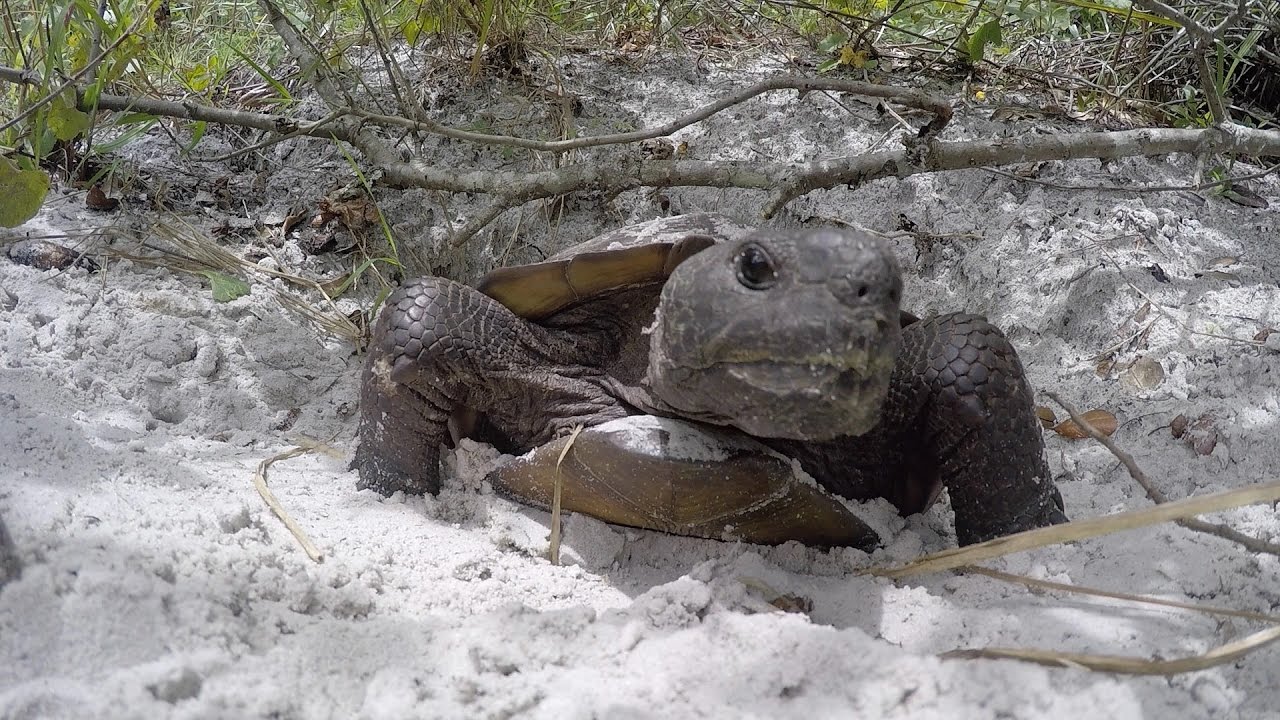 GoPro: Headbanging Tortoise - Congratulations!! You found our secret video.