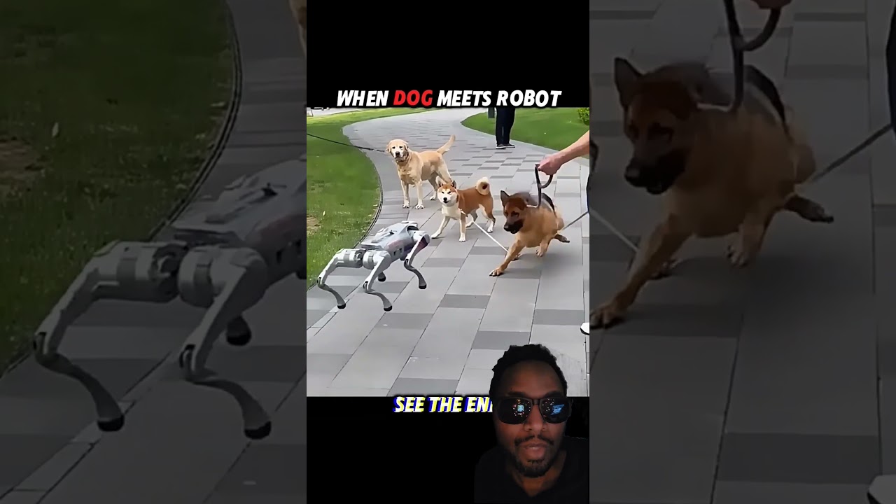 #robotdog #dog #cat #shorts