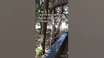 Священное дерево Баньян — это символ Индии #shorts #каналопутешествиях #goa #india #arambol