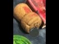 Морское чудовище #океан #морские монстры