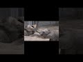 Elephant group video zoo,elefant bull Simon,Zoo Halle,Zoo Videos Germany