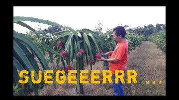 Agro Wisata Kebun Buah Naga Sorong Papua Barat