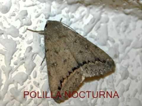 ecolocacion