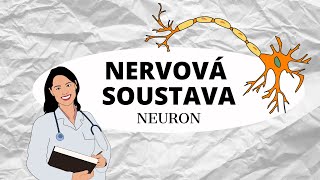 NERVOVÁ SOUSTAVA - Zaostřeno na neuron