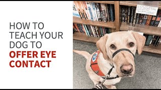 How to teach your service dog in training to offer eye contact