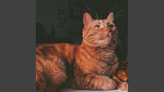 Modish Ambience for Sleeping Cats
