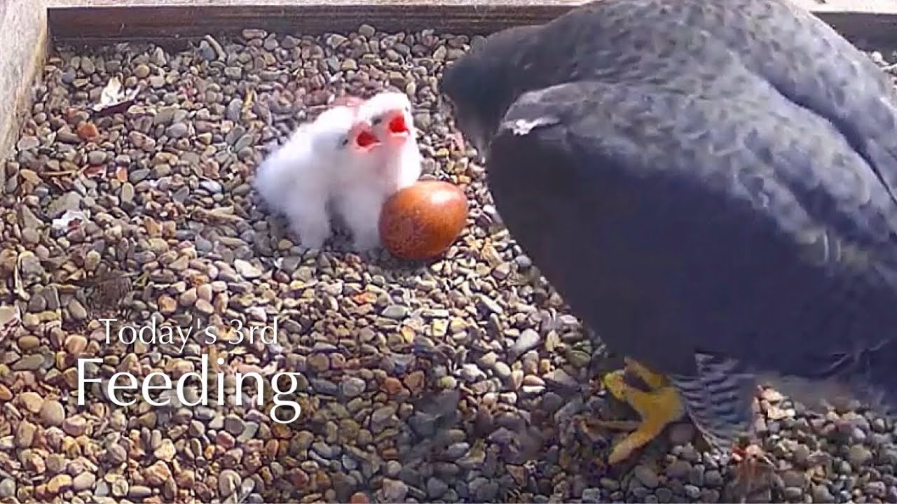 #10🦅🐥1°🐥0°🥚🥚Worcester Cathedral🇬🇧Peregrine Falcon Nest 2025／Peter💗Peggy
