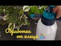 Фиалка! Такую обработку клещ точно не переживет🦠