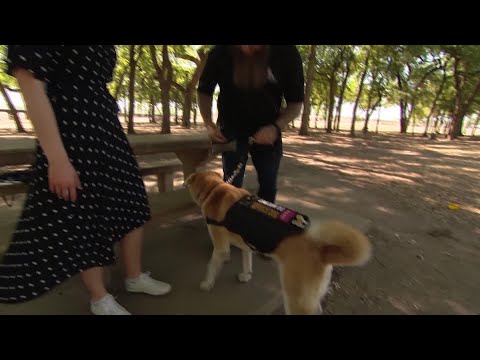 Video: K9s karavīriem palīdz saglabāt veterānus un patversmes suņus