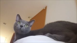 灰色猫が背中に乗ってきたからそのまま室内を散歩
