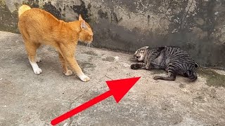 Kucing oyen mengamuk kucing ini nekat masuk rumahnya by Hewan & peliharaan 17,480 views 2 months ago 3 minutes, 55 seconds