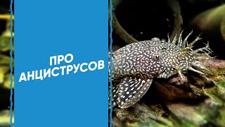 Про сомов-присосок — Анциструсы