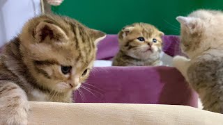 A Relaxing Journey with adorable Kittens by Fluffy tails 1,069 views 3 months ago 2 minutes, 23 seconds