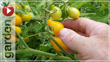 Jak dlouho trvá, než hrušková rajčata dozrají?